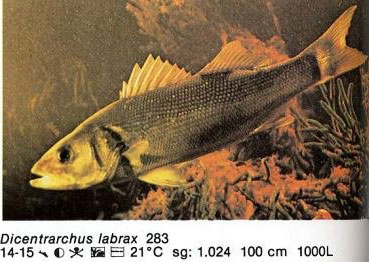 Dicentrarchus labrax